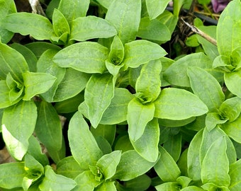 Soapwort, soap weed, Saponaria officinalis, 5 plants freshly dug from my bed