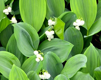 12 Lily of the Valley Plants from my garden