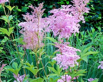 Queen of the Prairie, Filipendula rubra, 2 plants from my garden