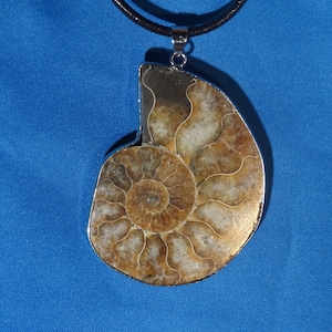 Large A grade Ammonite Pendant