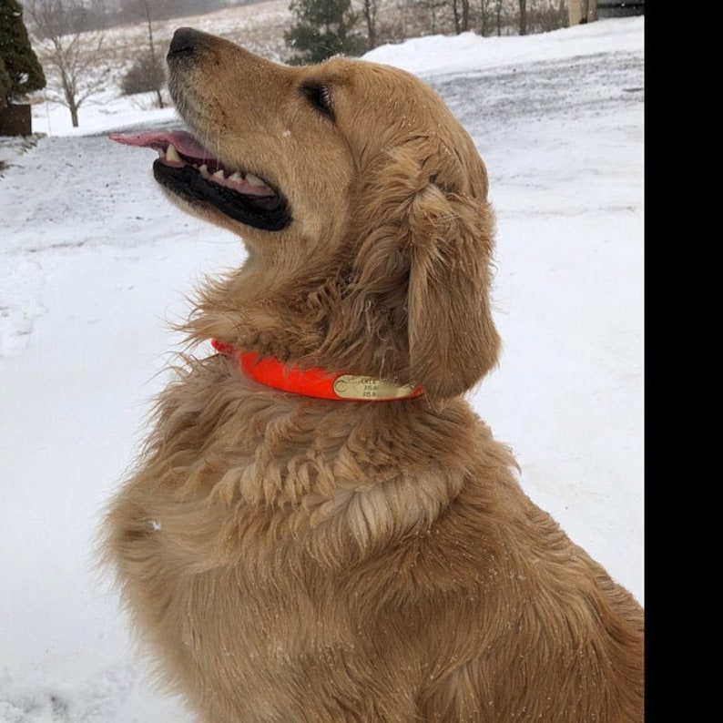 Pode incluir: Um c&atilde;o golden retriever com uma coleira laranja brilhante e uma placa de identifica&ccedil;&atilde;o dourada. O c&atilde;o est&aacute; de p&eacute; na neve com a l&iacute;ngua de fora.