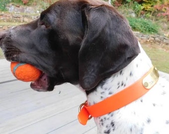 Hunting dog collar, Bright Orange safety dog collar, custom waterproof dog collar, personalized name plate, Vegan Leather, odorless collar