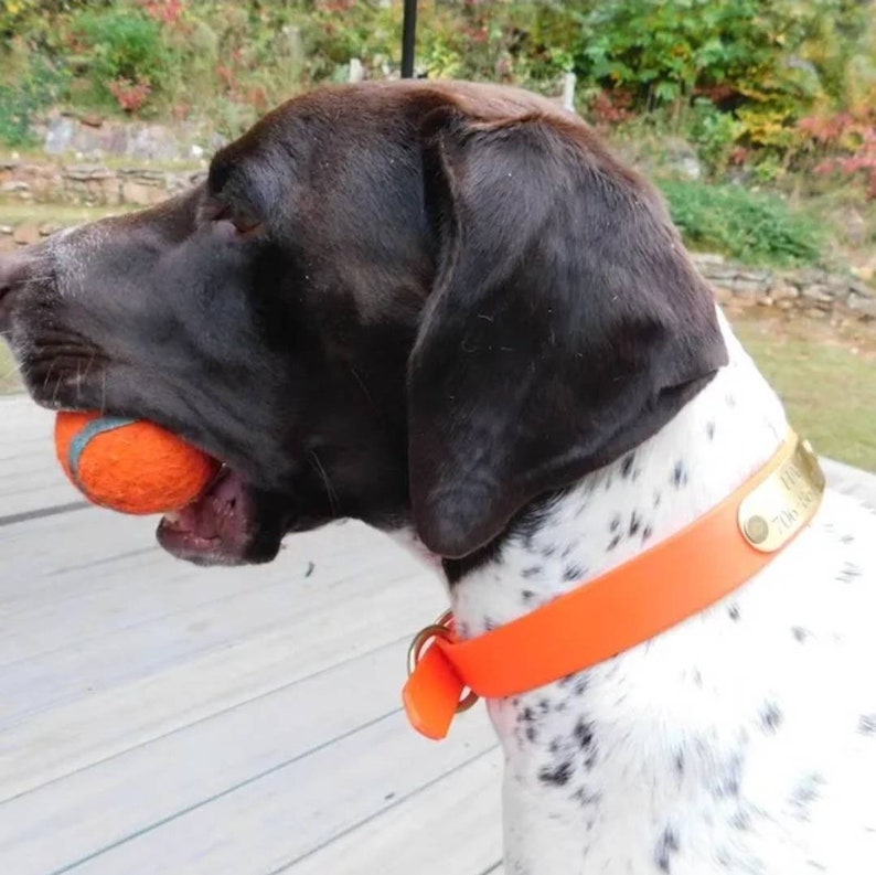 Pode incluir: Um c&atilde;o marrom e branco com o nariz preto est&aacute; segurando uma bola de t&ecirc;nis laranja na boca. O c&atilde;o est&aacute; usando uma coleira laranja brilhante com uma placa de nome dourada que diz "The Duke".