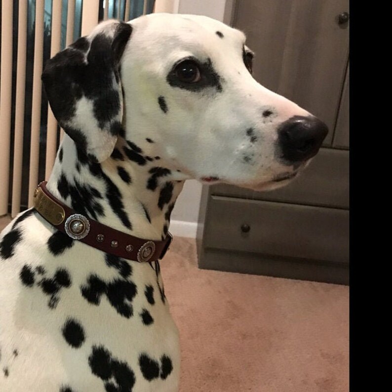 collars with name plates