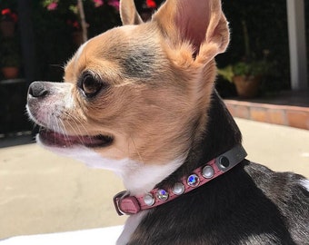 chihuahua collars
