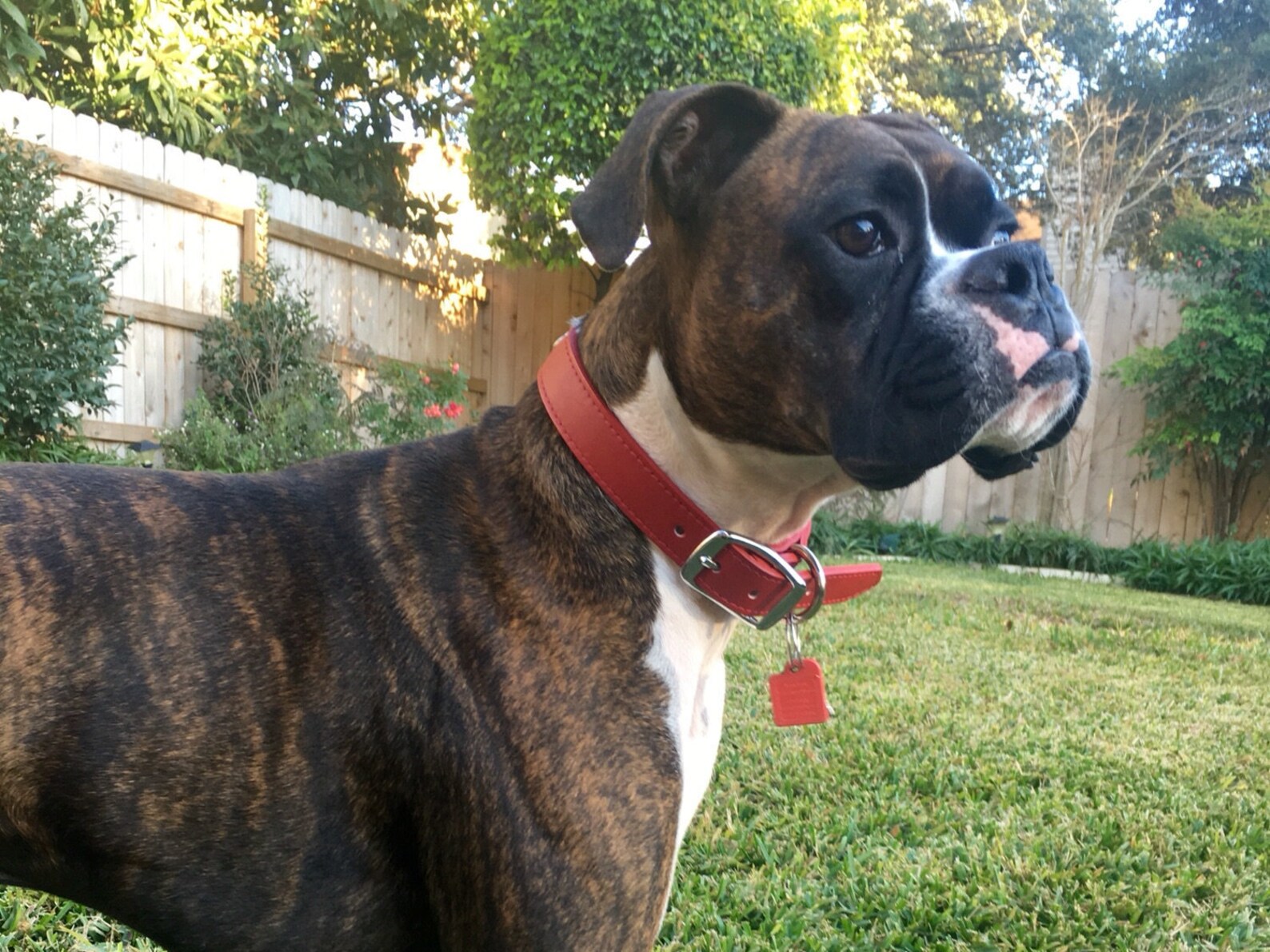 Neon pink hunting collar bright pink custom hunting dog Etsy