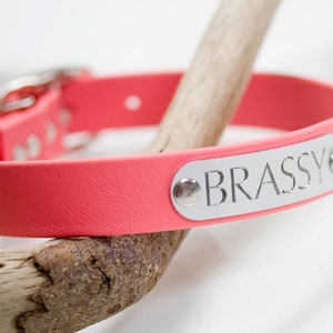 May include: A pink dog collar with a silver buckle and a silver nameplate that reads "BRASSY".