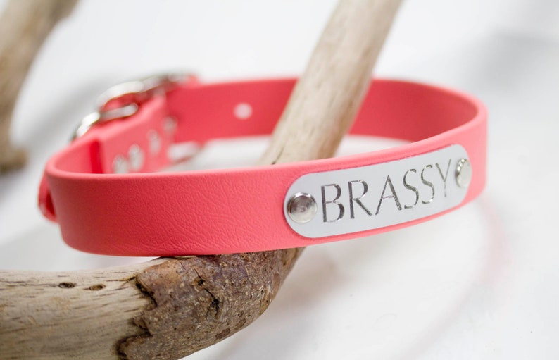 May include: A pink dog collar with a silver buckle and a silver nameplate that reads "BRASSY".
