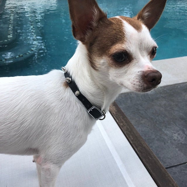 Tiny Spike Leather Collar Chihuahua Dog Collar Leather Etsy