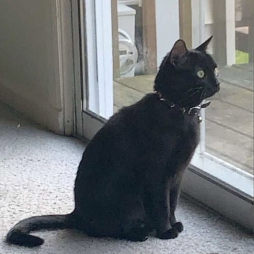 Spiked Cat Collar, Thin Collar, Leather Collar With Engraved Name