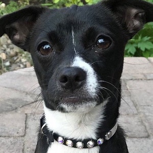 Personalized Leather Dog Collar, Crystal Dog Collar, Narrow Dog Collar, Tiny Dog Collar, Chihuahua Dog Collar, Ferret Collar, Teacup Collar