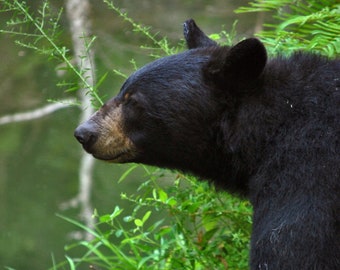 Black Bear, Photograph Various Sizes