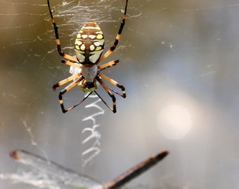 Zipper Spider with Catches, Photograph Various Sizes