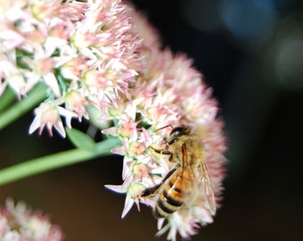 Bee on Pink Flowers, Photograph Various Sizes