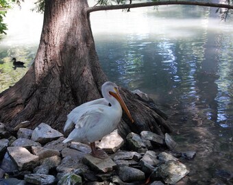 One Wing Pelican, Photograph Various Sizes