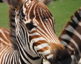 Baby Zebra, Photograph Various Sizes