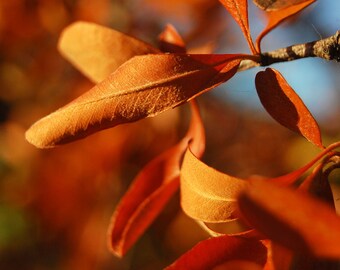 Burnt by the Sun, Fine Art Photograph, Various Sizes