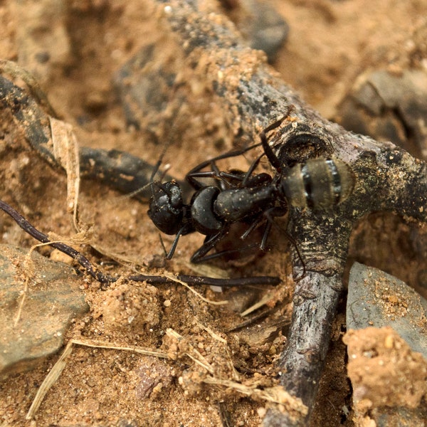 Ant Battle, Photograph Various Sizes