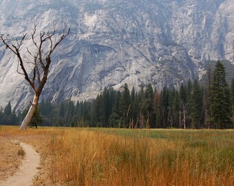 Yosemite Tree Landscape: Photograph Various Sizes