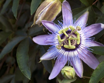 Passion Flower, Fine Art Photograph, Various Sizes