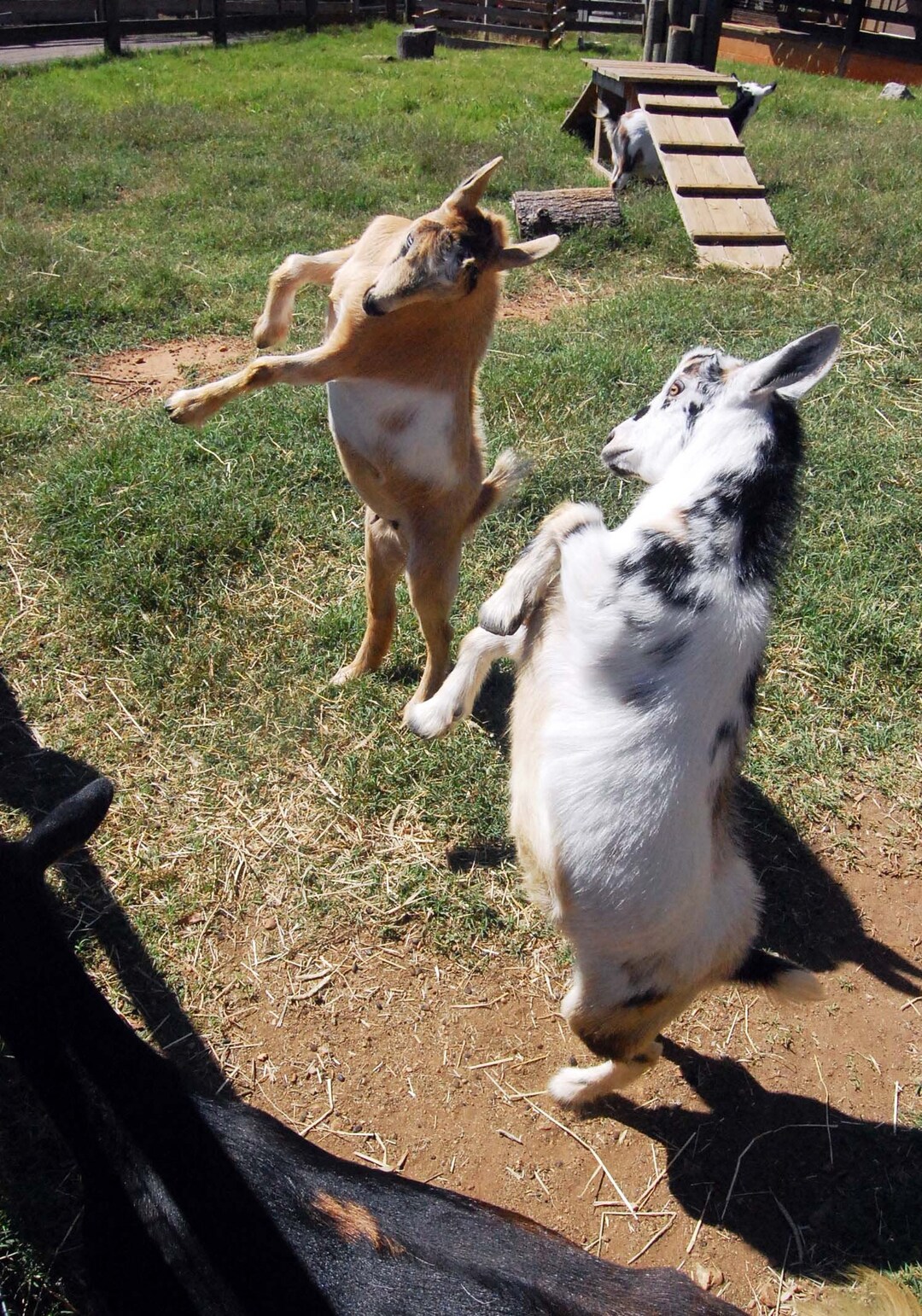 Baby Goat Head Butt, Photograph Various Sizes Etsy