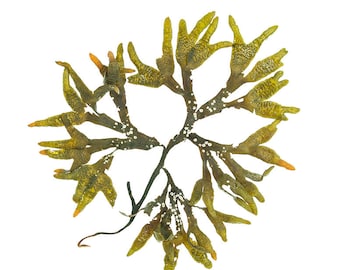 Maine Seaweed photograph (Fucus distichus No.1) - beachcombing, ocean art