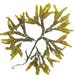 see more listings in the Seaweed section