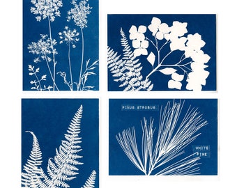 Set of 4 original cyanotype note cards with ferns and Queen Anne's Lace