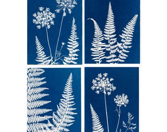 Set of 4 original cyanotype note cards with ferns and Queen Anne's Lace