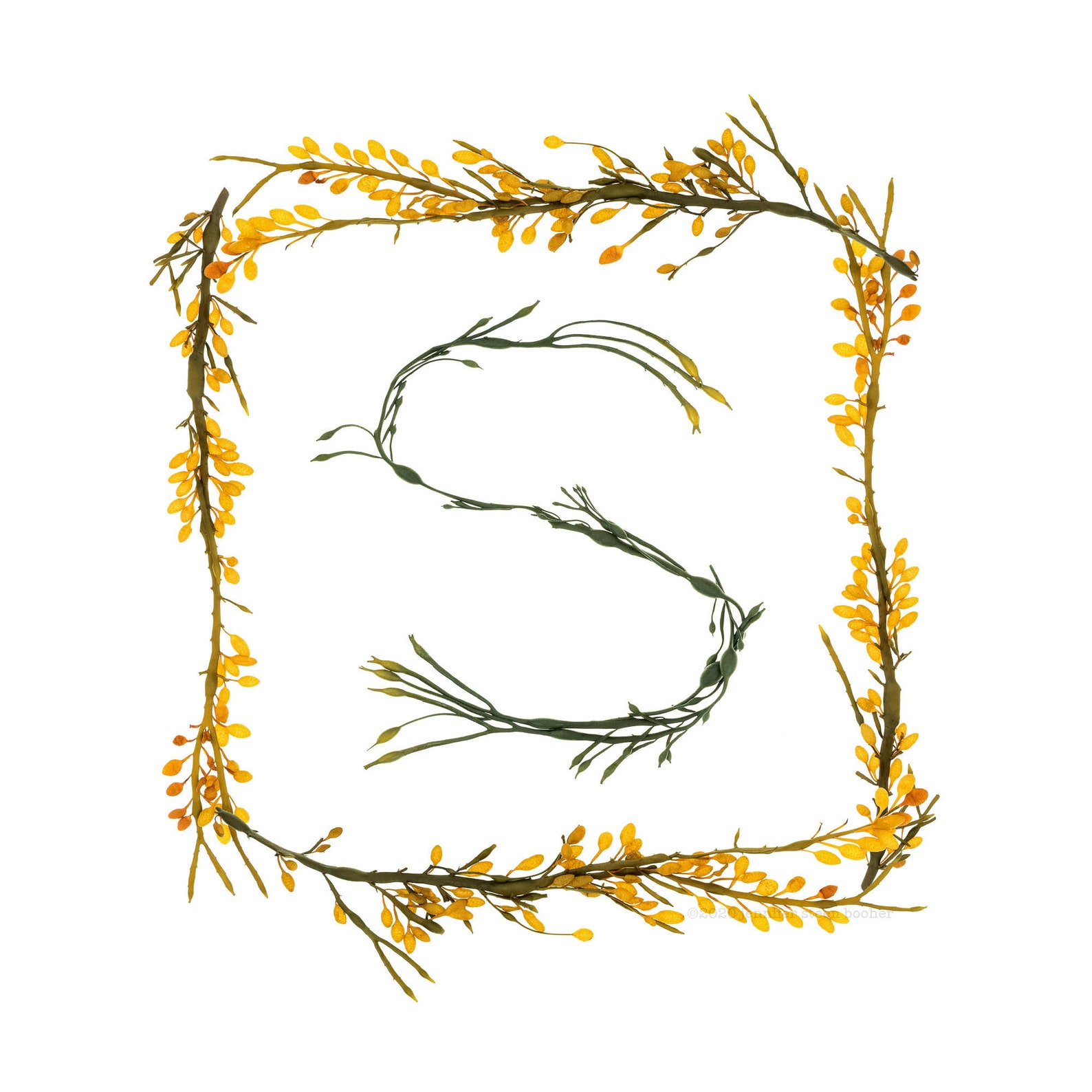 Seaweed Alphabet square Individual Letters Fine Art | Etsy