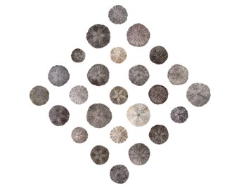 Beachcombing photograph - Sand Dollars