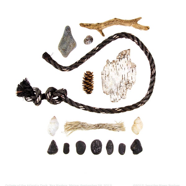 Beachcombing photograph - driftwood, beach stones, birch bark, rope, whelk shells,  seashells