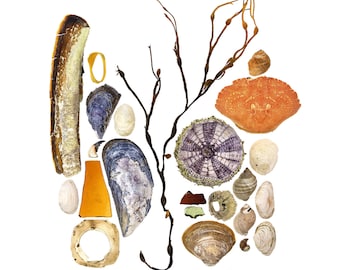 Beachcombing series No.91 - beach art photo - seashell, crab, sea urchin, seaweed
