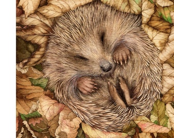 Sleeping Hedgehog