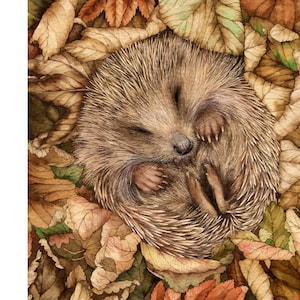 Sleeping Hedgehog