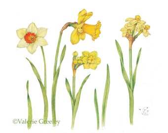 Botanical illustration daffodil print.
