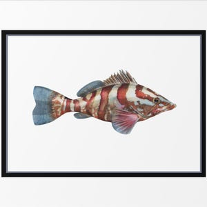 Red Grouper Framed Print, Nautical Watercolor Art, Marine Life Illustration, Beach House Decor, Gift for Fisherman | Epinephelus morio