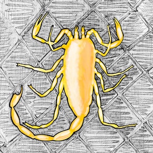 Yellow Scorpion Framed Print, Scorpion Watercolor Art, Gift for Scorpion Lover | Scorpiones