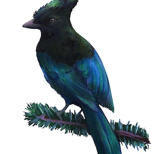 Steller&#39;s Jay Framed Print, Bird Illustration Art Print, Wildlife Nature Gift, Bird Lover Home Decor, Birdwatcher | Cyanocitta stelleri