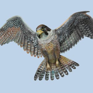 Peregrine Falcon in Flight, Framed Print | Wall Arts | Bird of Prey Gift for Birder | Home Decor | Birder Father gift | Falco peregrinus