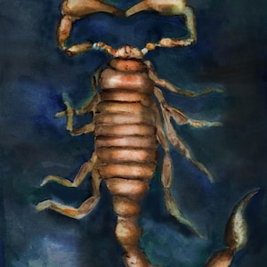 Scorpion Watercolor Framed Print, Gift for Scorpion Lover, Scorpion Art, Western Decor | Scorpiones