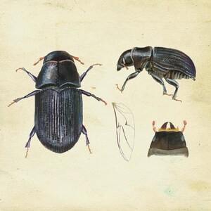 Beautiful Beetle Print, Vintage Style Scientific Illustration, Nature Wall Decor Home Decor, Insect Scientist Gift | Dendroctonus ponderosae