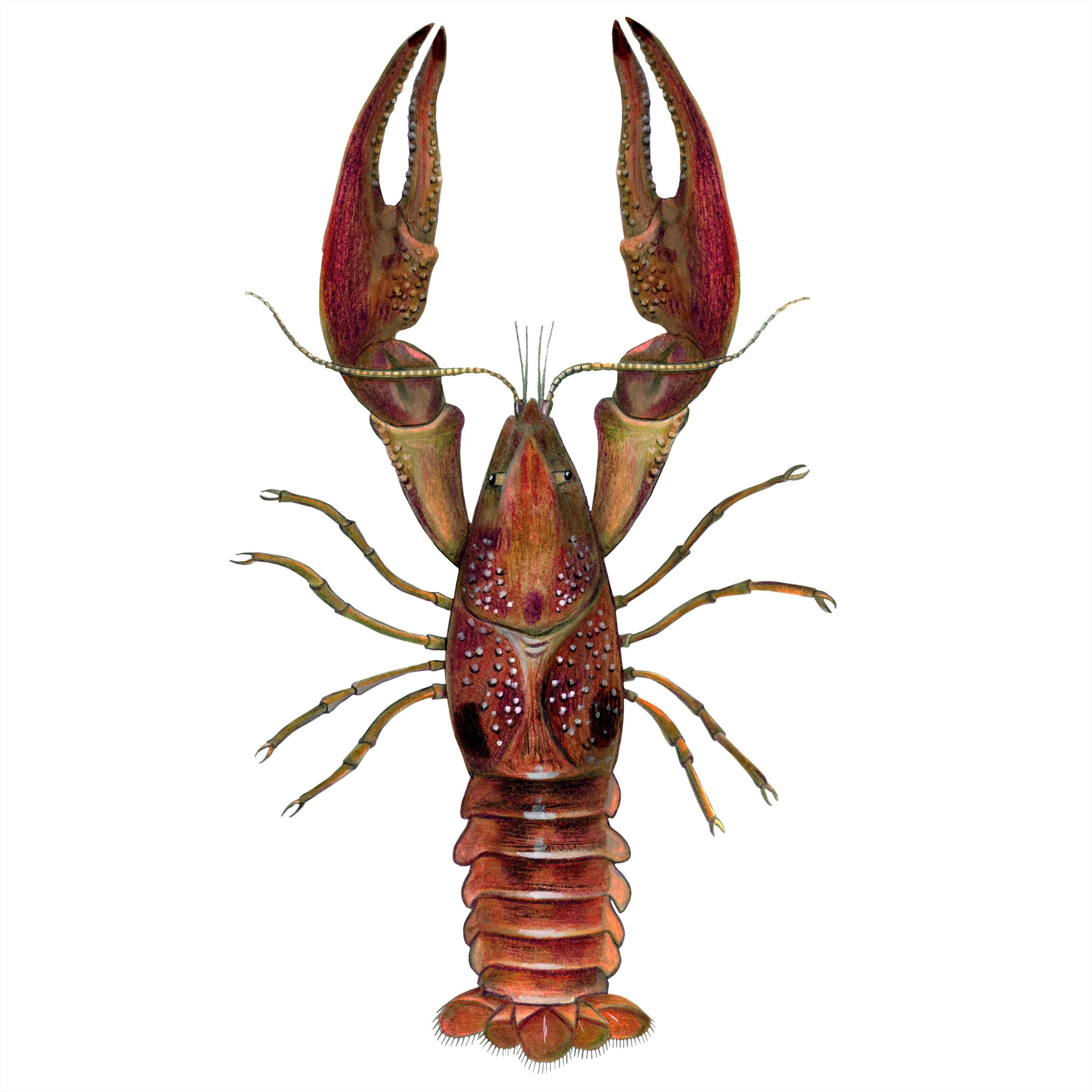 Stampa incorniciata di gambero arrugginito, gambero, arte di gambero, bollitura della Louisiana Low Country, cajun, regalo per buongustai