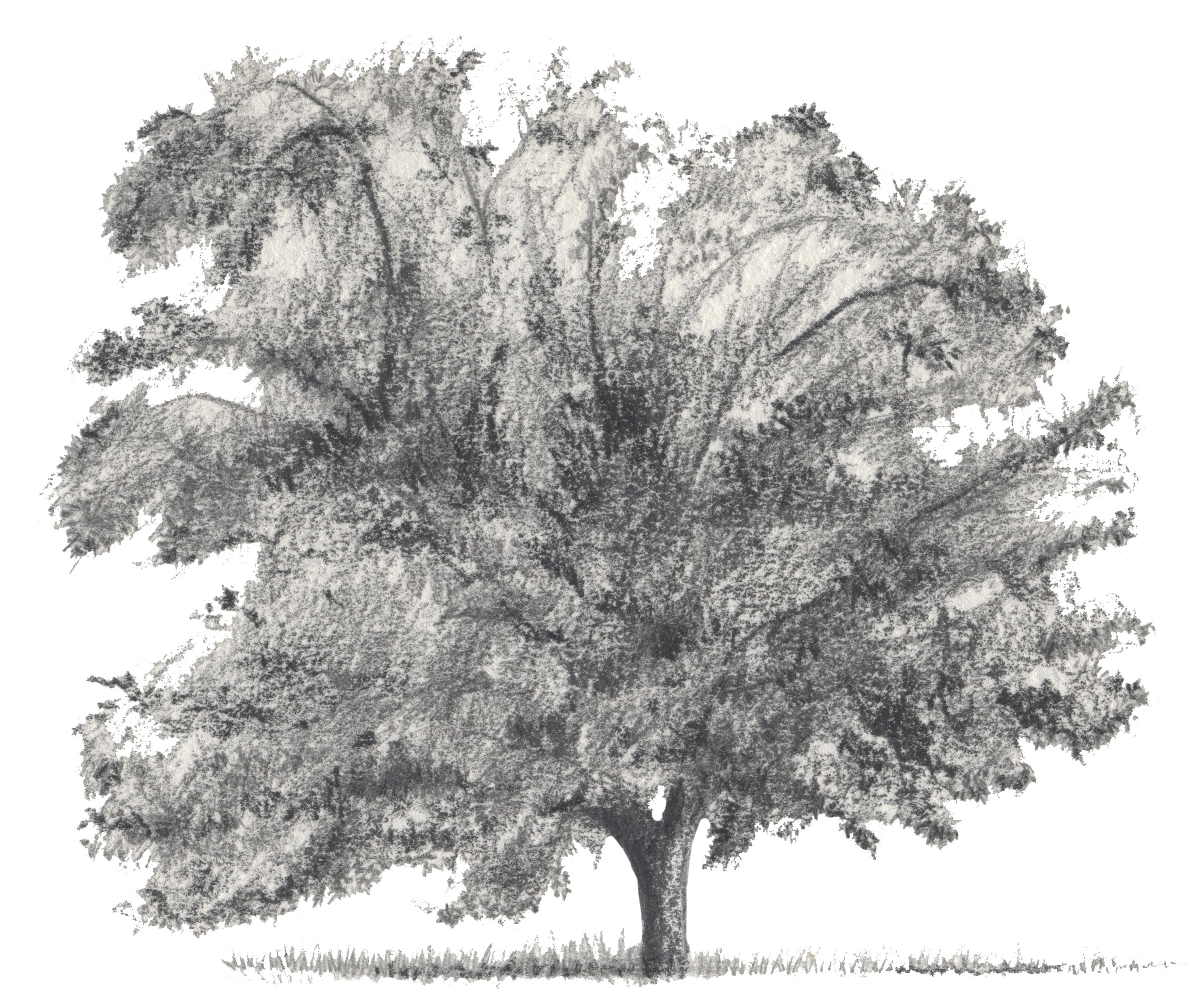 Tree Trunk Hat Embroidered Tree Trucker Hat - Etsy
