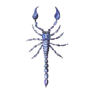 Scorpion Watercolor Framed Print, Vertical Wall Art, Home Decor Gift, Insect Lover Decor, Nature Painting | Heterometrus spinifer