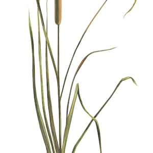 Rohrkolben gerahmter Druck, Botanische Aquarell Kunst, Wasserpflanze Wand Dekor, Natur Liebhaber Geschenk, Gärtner Geschenk | Typha latifolia)