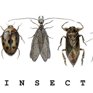 Insecta Framed Print, Scientific Illustration of Aquatic Beetles, Entomology Gift, Insect Art