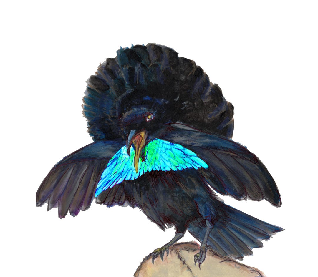 Vogelkop Superb Bird-of-paradise Framed Print, Watercolor