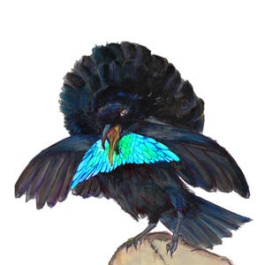 Vogelkop Superb Bird-of-Paradise Framed Print, Watercolor, New Guinea Birding, Gift, Wall Art, Framed Poster | Vogelkop lophorina
