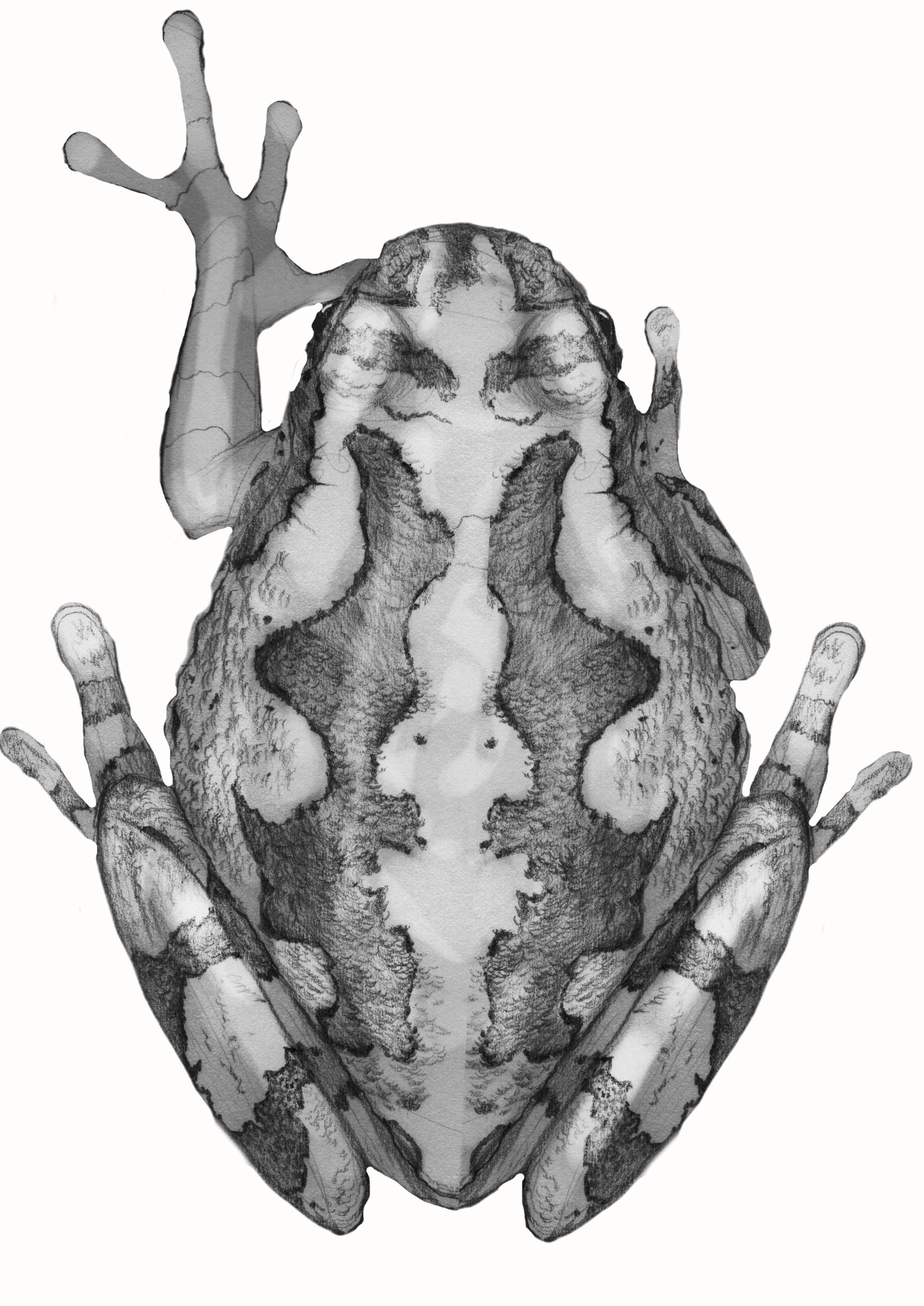 Cope's Gray Tree Frog Art: Framed Print - Etsy